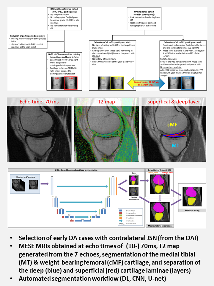 Automated Analysis of Cartilage